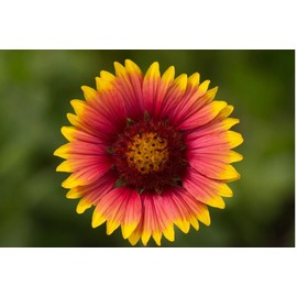 200+ INDIAN BLANKET FLOWER SEEDS - Perennial - Native Wildflower -----------RAR