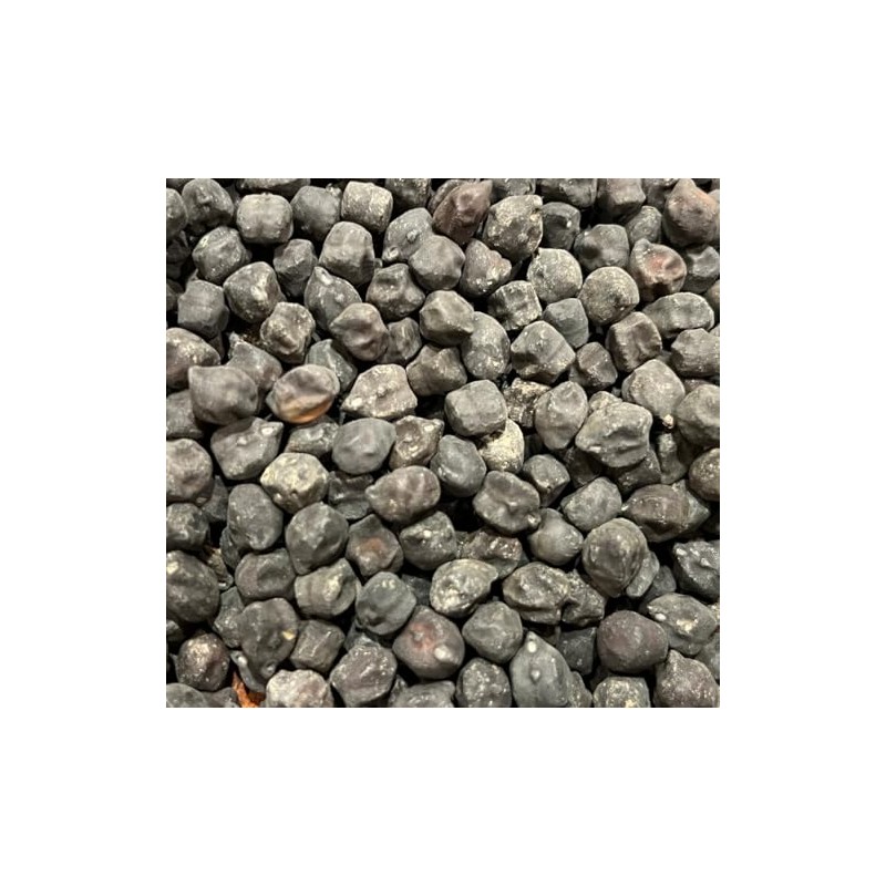 Black Garbanzo Chickpea Ceci Neri Bean Heirloom Seeds for Planting
