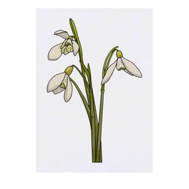 Azeeda 'Winterliche Schneeglöckchen' Temporäres Tattoo - Hautfreundlicher & Ungiftiger Abziehbild · Wasserfest (TO00050128)