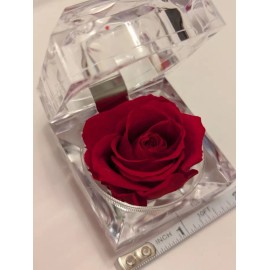 Unbranded REAL Preserved Eternity Forever Red Rose Ring Box Proposal Valentine's NWOBOX