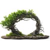 Tree Willow Arch Bonsai Tree - Get 4 Willow Cuttings - Fast Growing, Indoor/Outdoor
