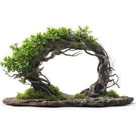 Tree Willow Arch Bonsai Tree - Get 4 Willow Cuttings - Fast Growing, Indoor/Outdoor
