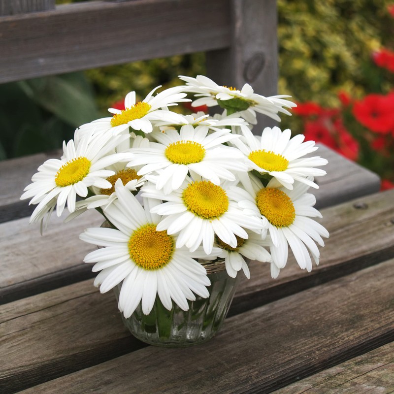 The Old Farmer's Almanac Daisy Seeds (Shasta Alaska) - Approx