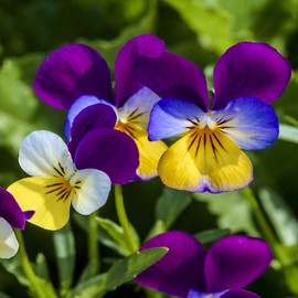 Outsidepride Viola Johnny Jump Up Flower Seeds - 1/8 LB