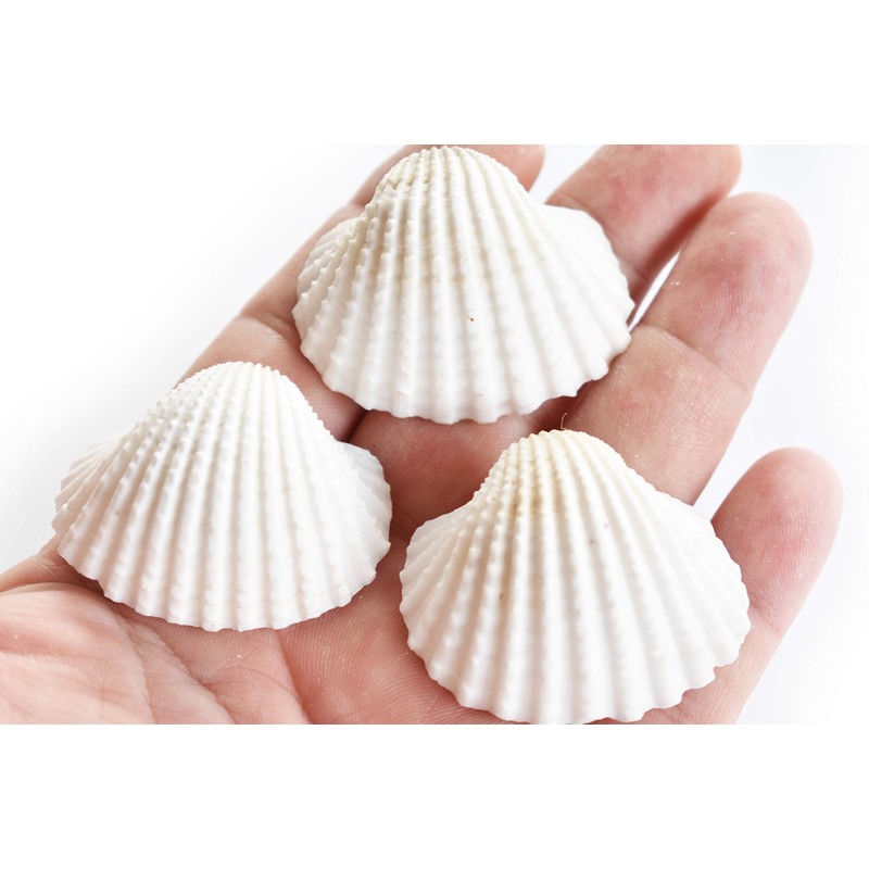 24 Beautiful Small White Ark Shells (1.25-1.5") Beach Wedding Decor