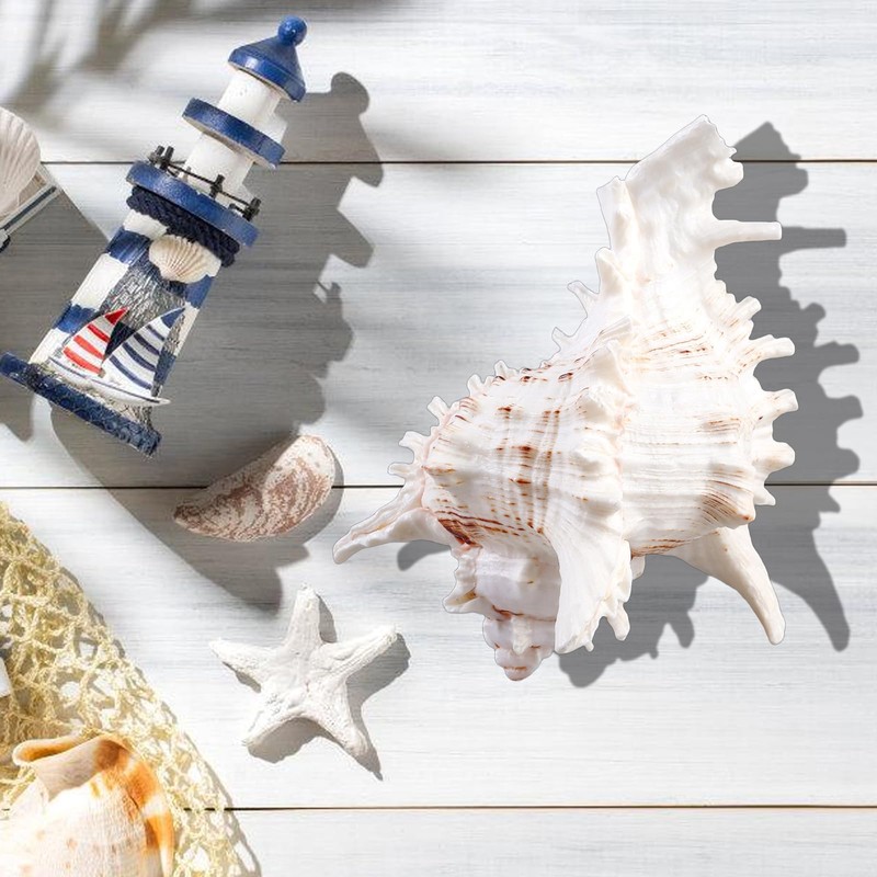 Natural Shells, 18-20 cm Large Natural Shell Shells, Large Shells