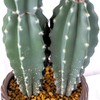 35” Tall Artificial Column Cactus in a Woven Looking Pot