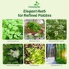 Outsidepride Chervil Herb & Microgreens Seeds - 10000 Pcs. Annual,
