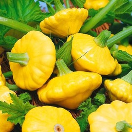 Seeds4planting - Seeds Yellow Patty Pan Scallop Scallopini Squash Bush Zucchini Non GMO Heirloom