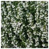 Everwilde Farms - 1 Oz Summer Savory Herb Seeds -