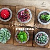 DarkSteve Decorative Citronella Plant Candle Collection - 6 pcs |