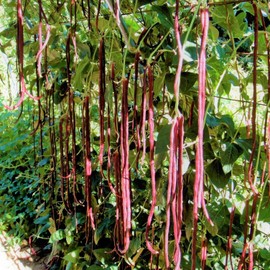 TomorrowSeeds - Red Noodle Yard Long Bean Seeds - 240+ Count - for 2026 Planting Pole Vegetable Asparagus Asian Snake Purple Pink Green Bean Cowpea Edamame Japanese Chinese Korean Grow Your Own Home