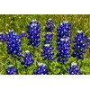 Lupine, Texas Bluebonnet - Wildflower Seeds