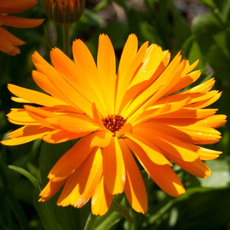 NEAL'S YARD REMEDIES Rose Conditioner Treatment, 6.8 fl oz (200