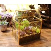 ElegantLife Glass Geometric Terrarium, Succulent & Air Plant(No Plant Included)