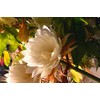White Queen of The Night Orchid Cactus Cutting, Epiphyllum Oxypetalum