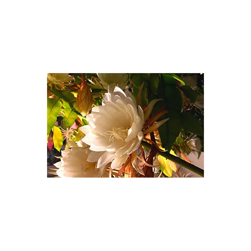 White Queen of The Night Orchid Cactus Cutting, Epiphyllum Oxypetalum