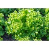 Green Ice Leaf Lettuce Seeds, 1000 Heirloom Seeds Per Packet,