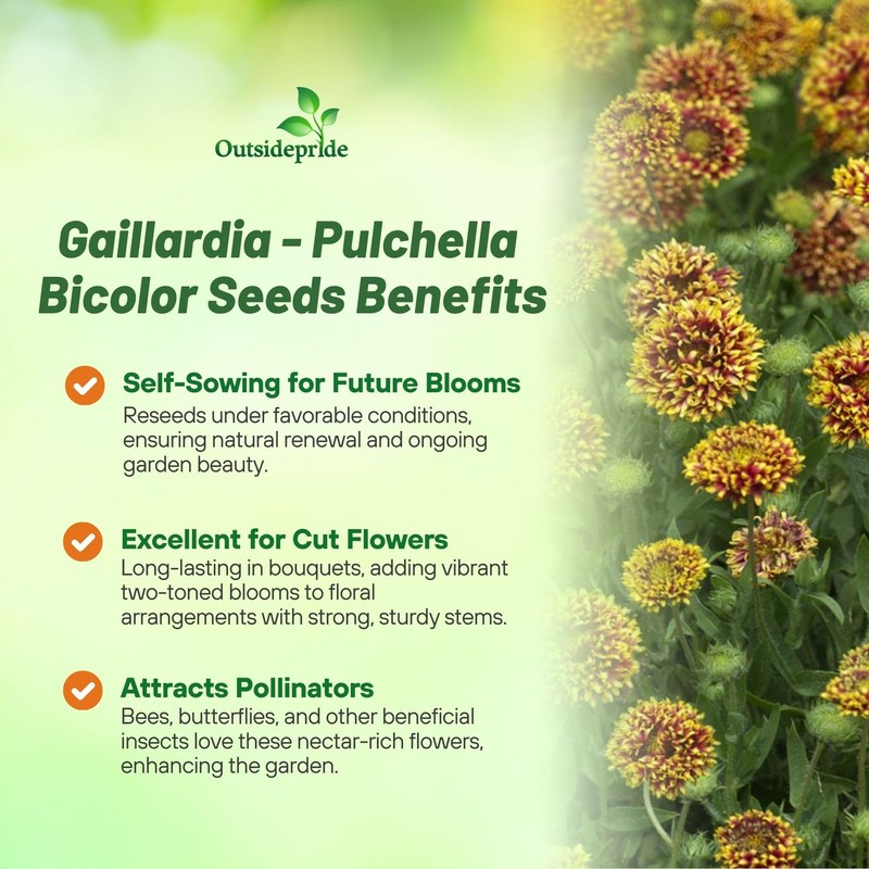 Outsidepride Gaillardia Pulchella Sundance Bicolor Blanket Seeds for Planting -