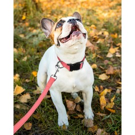 FunTags Reflective Dog Collar, Sturdy Nylon Collars for Small Girl and Boy Dogs, Adjustable Dog Collar with Quick Release Buckle, Neon Pink