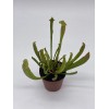 Florida House Plants Sweet Pitcher Plant, Carnivorous Plant, Sarracenia rubra