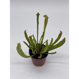 Florida House Plants Sweet Pitcher Plant, Carnivorous Plant, Sarracenia rubra Walter pitcherplant