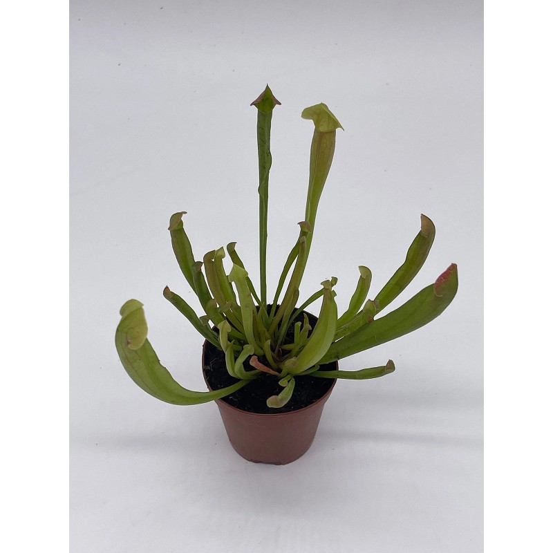 Florida House Plants Sweet Pitcher Plant, Carnivorous Plant, Sarracenia rubra