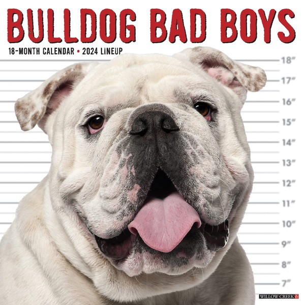 Willow Creek Press Bulldog Bad Boys Monthly 2024 Wall Calendar