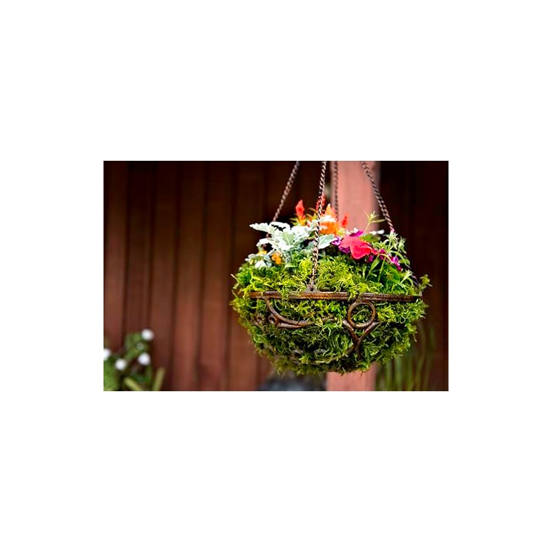 SuperMoss (25325) Forest Moss Preserved, Fresh Green, 3 Pounds