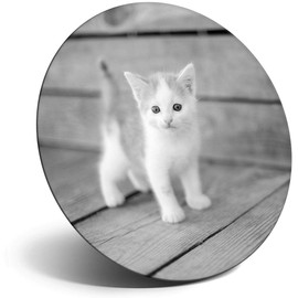 Destination Vinyl ltd Magnet for Refrigerator, Fridge BW - Cute Ginger Kitten Cat Baby for Office, Cabinet and Whiteboard, Magnetic Stickers, 36761