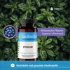 Pygeum (bark), Pygeum africanum, Bioherba, 100 capsules х 350 mg