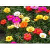 Seeds Moss Rose Double Mix Portulaca Annual Flowers