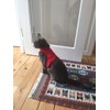 Mynwood Cat Jacket/Harness Red Fleece Kitten up to 8month