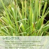 Lemongrass Oil, 16.9 fl oz (500 ml), Natural 100% Aroma