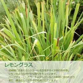 Lemongrass Oil, 16.9 fl oz (500 ml), Natural 100% Aroma Oil Essential Oil