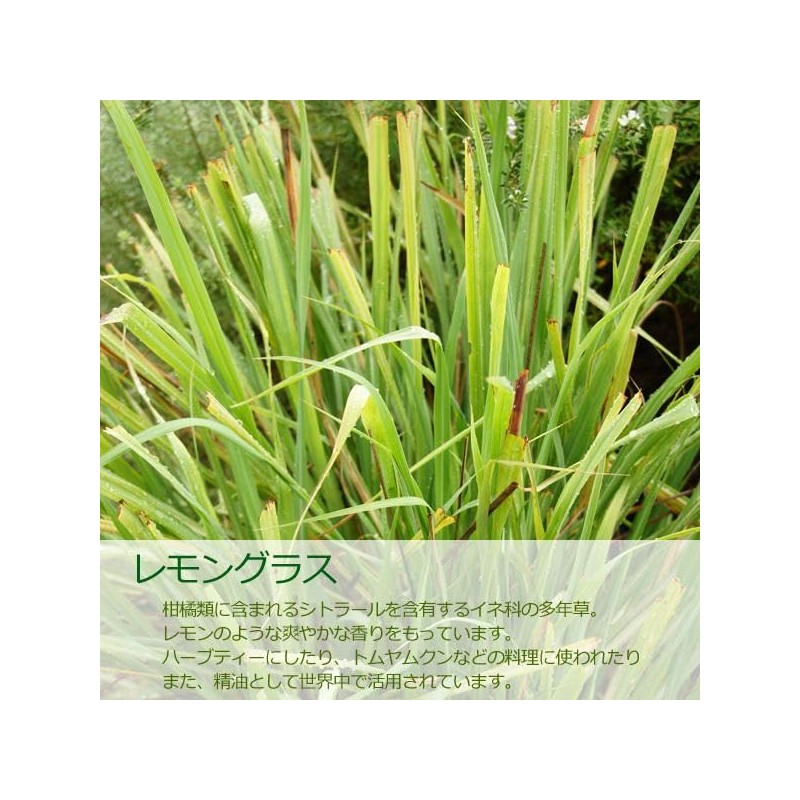 Lemongrass Oil, 16.9 fl oz (500 ml), Natural 100% Aroma