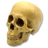 GlowBit Horror Halloween Ornament, Human Body Model, Candid Decoration, Skull,