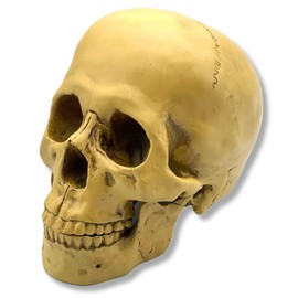 GlowBit Horror Halloween Ornament, Human Body Model, Candid Decoration, Skull, Removal, Skull, Skull, Bone, Specimen Toy, Haunted House, Dentist, Skull
