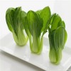 Nygardenia 1000pcs 'All Year Round' Chinese Cabbage Seeds - Heirloom