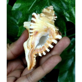ASHIRWAD Original Ganesh Shankh, Conch Shell for Puja Ritual, Ganesha mukhi varti Ganpati Bhakti Aarti Shankha (3.5 inches in Pouch)