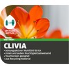 Gebol Clivia | 1 Pair | Size S (Size 7)