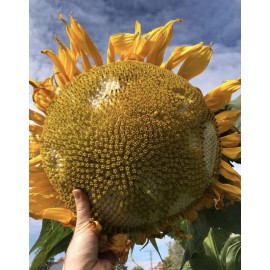 Aspetuck Growers MAMMOTH GREY STRIPE - MASSIVE SUNFLOWER - TALL - 16-18” BLOOMS - 20 SEEDS