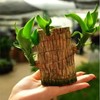 Lucky Brazil Wood Potted Plant - Color: Fortune Brazil Wood