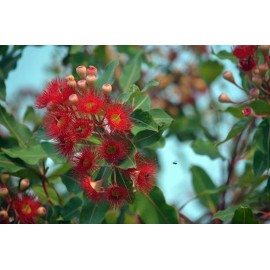 Serendipity Seeds Tropical Seeds - Red Flowering Gum - Corymbia ficifolia Tree -25 Seeds