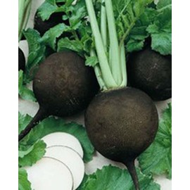 Radish Black Spanish Great Heirloom Vegetable by Seed Kingdom 300 Seeds