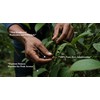 Soché Tellicherry Black Peppercorns 200 g, Hand Selected Whole Pepper