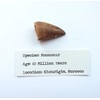 Real FOSSIL MOSASAUR TOOTH - Excellent Fossil - Creataceous Period