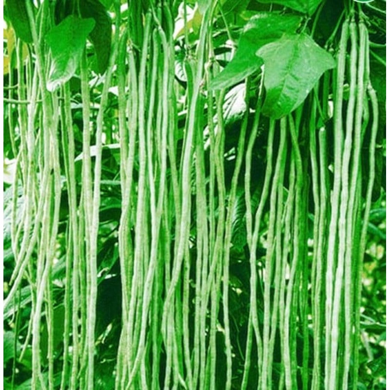 100+ Seeds Snake Oriental Yard Long Pole Bean Seed for