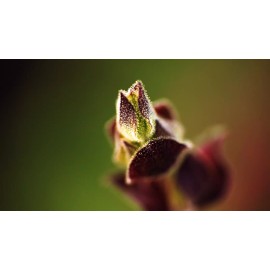 Plant Good Seed Moon and Stars Yellow Watermelon Seeds NON-GMO Organic Heirloom USA Grown