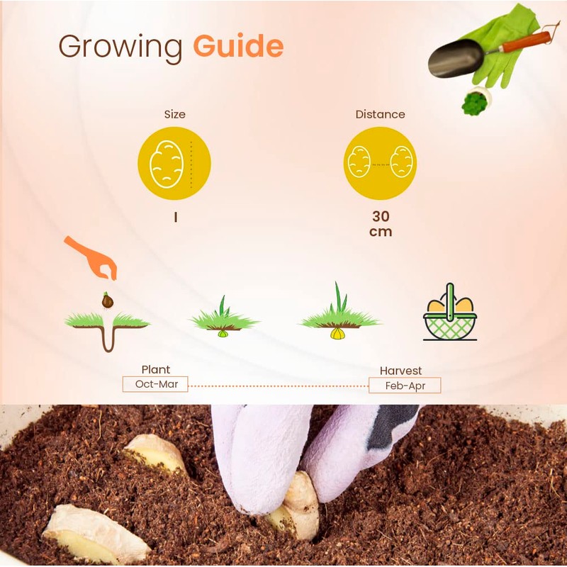 1 x Ginger Zingiber Officinalis - A Very Popular Spice